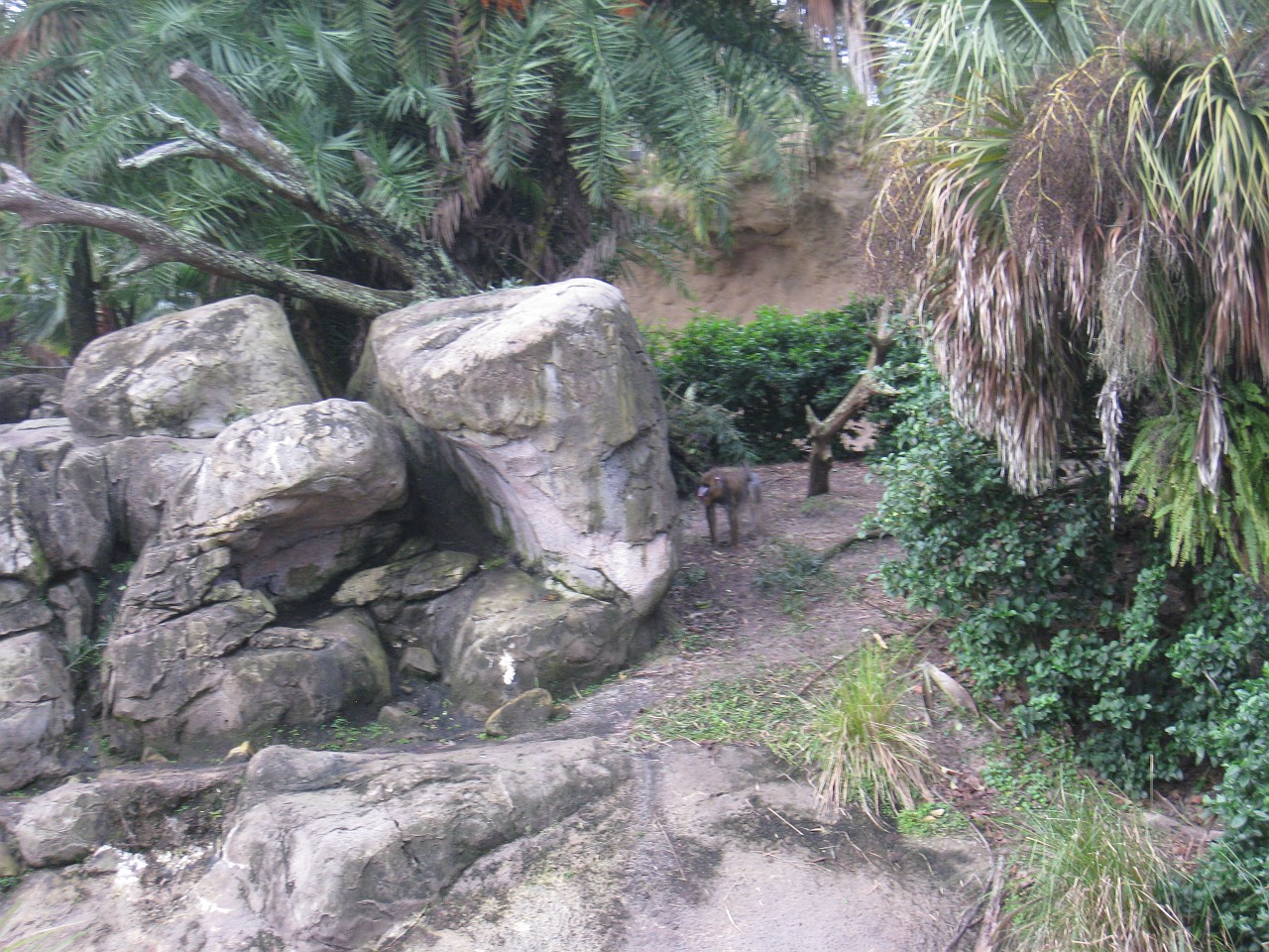 Vacation 2007-12 - Disney Parks  0475.jpg - The 2007-08 vacation to Florida included Disney World. We visited some of the larger theme Resorts along with Animal Kingdom and Disney Hollywood Studios.